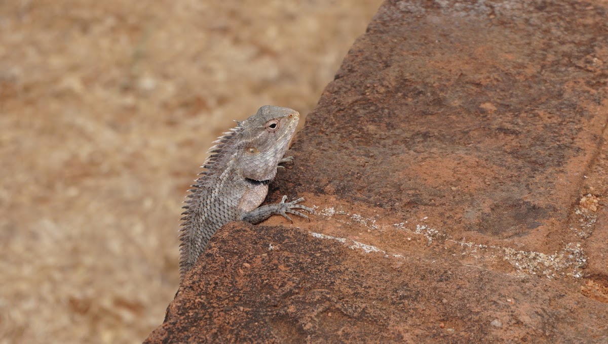 Oriental garden lizard