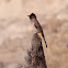 Dark-capped bulbul