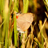 White M Hairstreak Butterfly