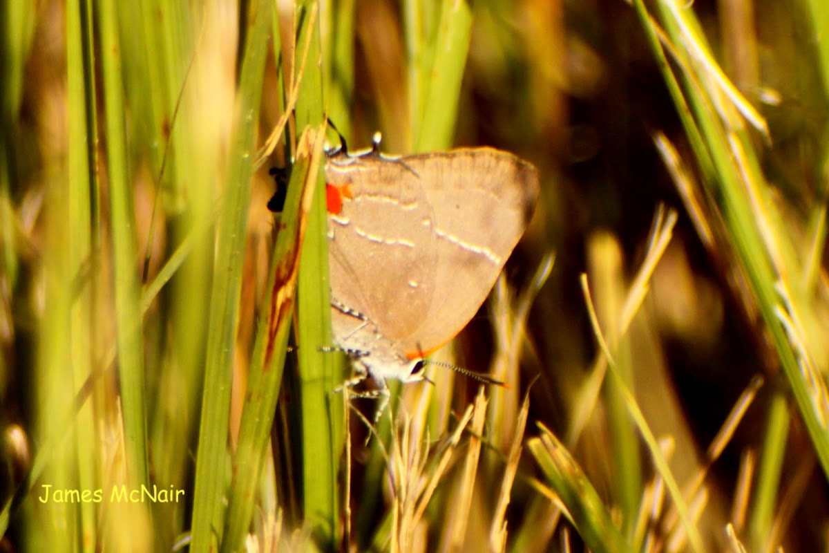 White M Hairstreak Butterfly