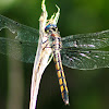 Great Blue Skimmer Dragonfly (female)