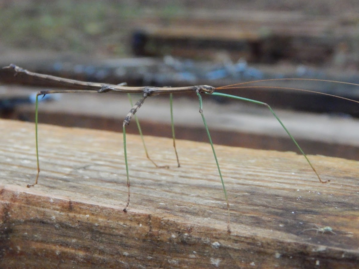 Northern Walkingstick