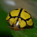 Yellow-Netted Ladybird