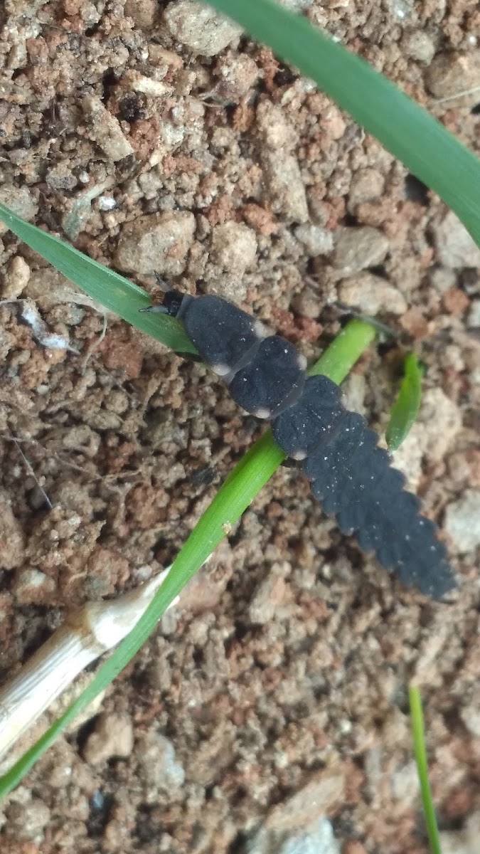 Glow Worm Larvae