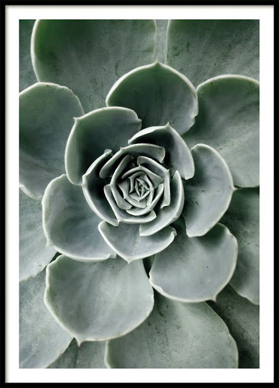 Cactus Flower Poster