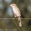 Woodchat Shrike; Alcaudón Real