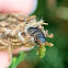 Evergreen Bagworm Moth