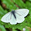 Margined white