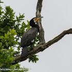 Cormorant