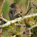 Song Sparrow