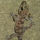 Mediterranean house gecko