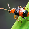 Blue-banded Lema Leaf Beetle