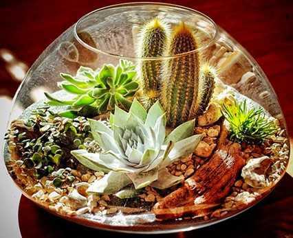 DIY Terrarium Ideas