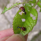 Leaf-rolling Weevil