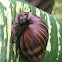 Giant African Land Snail