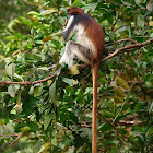 Colobo rojo de Zanzíbar (Zanzibar red colobus)