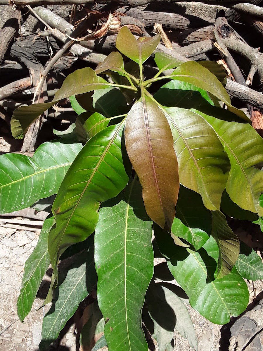 Mango tree