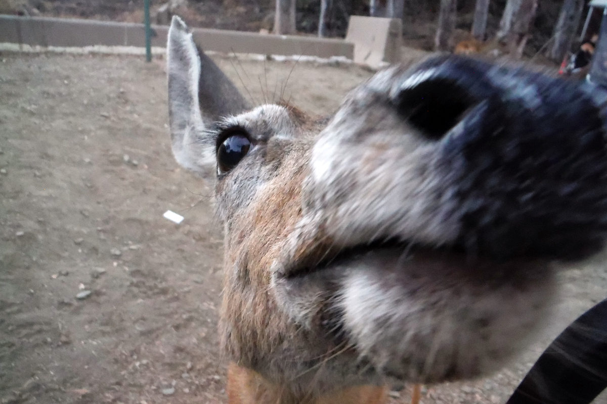 Mule Deer