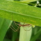 Silver long jawed orbweaver eating a long legged fly