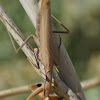 European Mantis