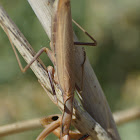 European Mantis