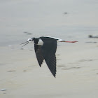 Pied Stilt