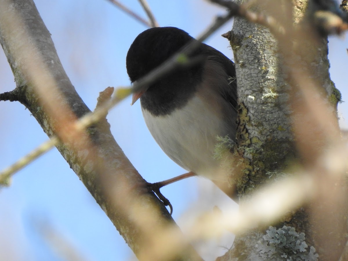 Dark eyed junco