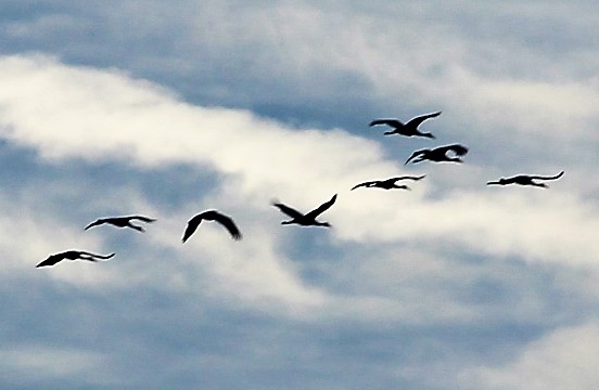 Sandhill Crane