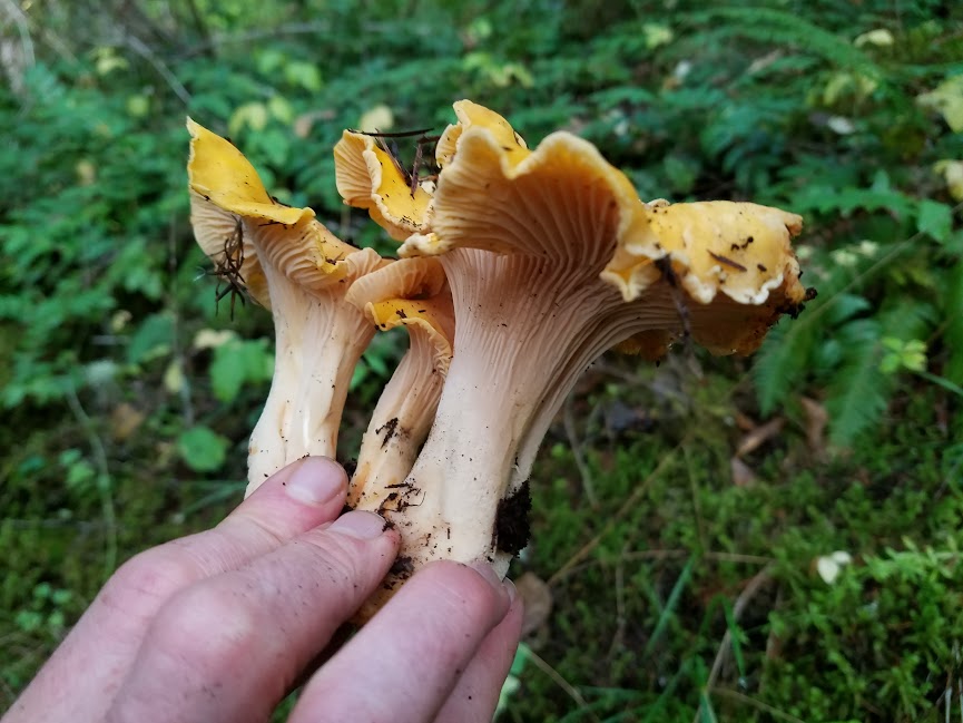 Chanterelle