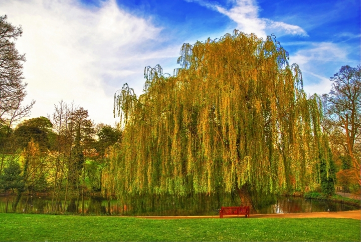 Yellow tree di mcvitus