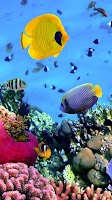 Ocean Fish Live Wallpaper Screenshot