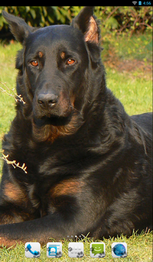 Beauceron Theme - Nova ADW GO