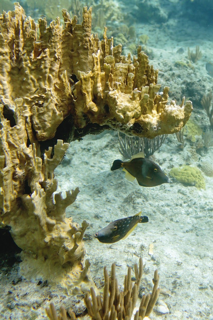 Snorkeling Turks and Caicos Islands with Silver Deep.