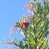 Monarch Butterfly