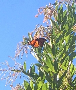 Monarch Butterfly