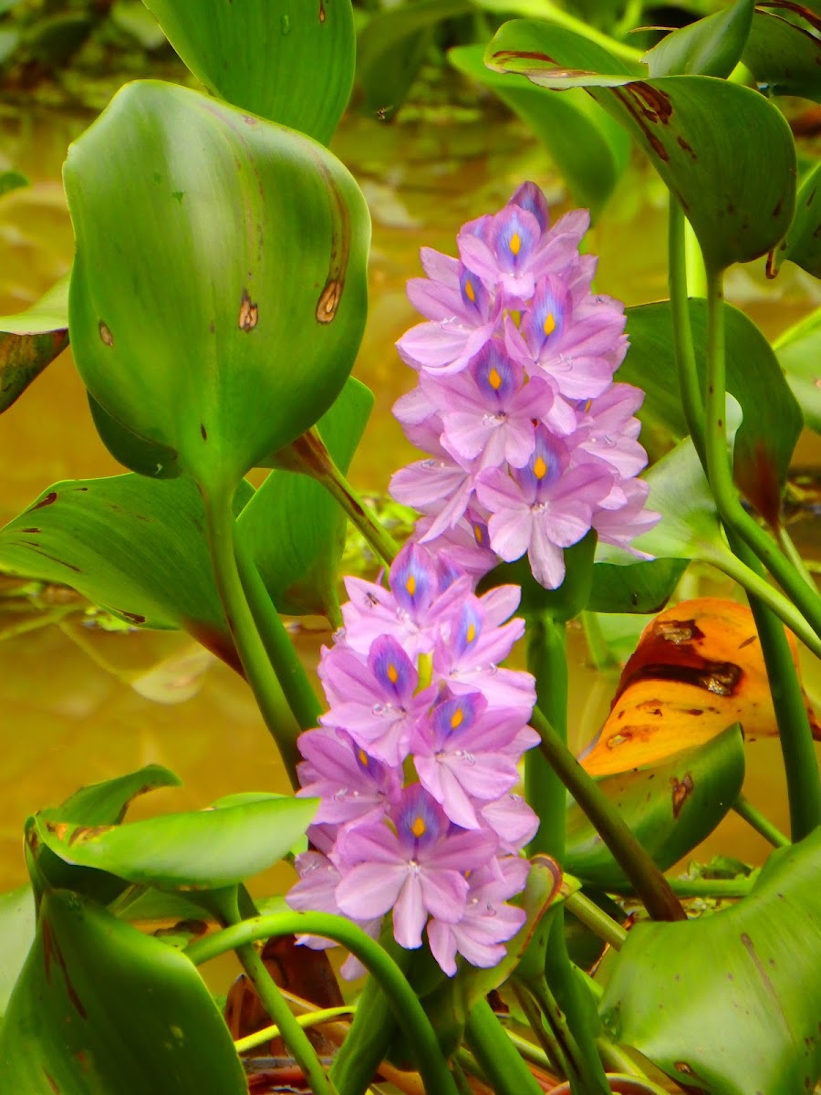 Water Hyacinth