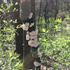 Turkey tail mushroom