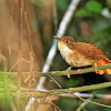 Barranqueiro-de-olho-branco (White-eyed Foliage-gleaner)