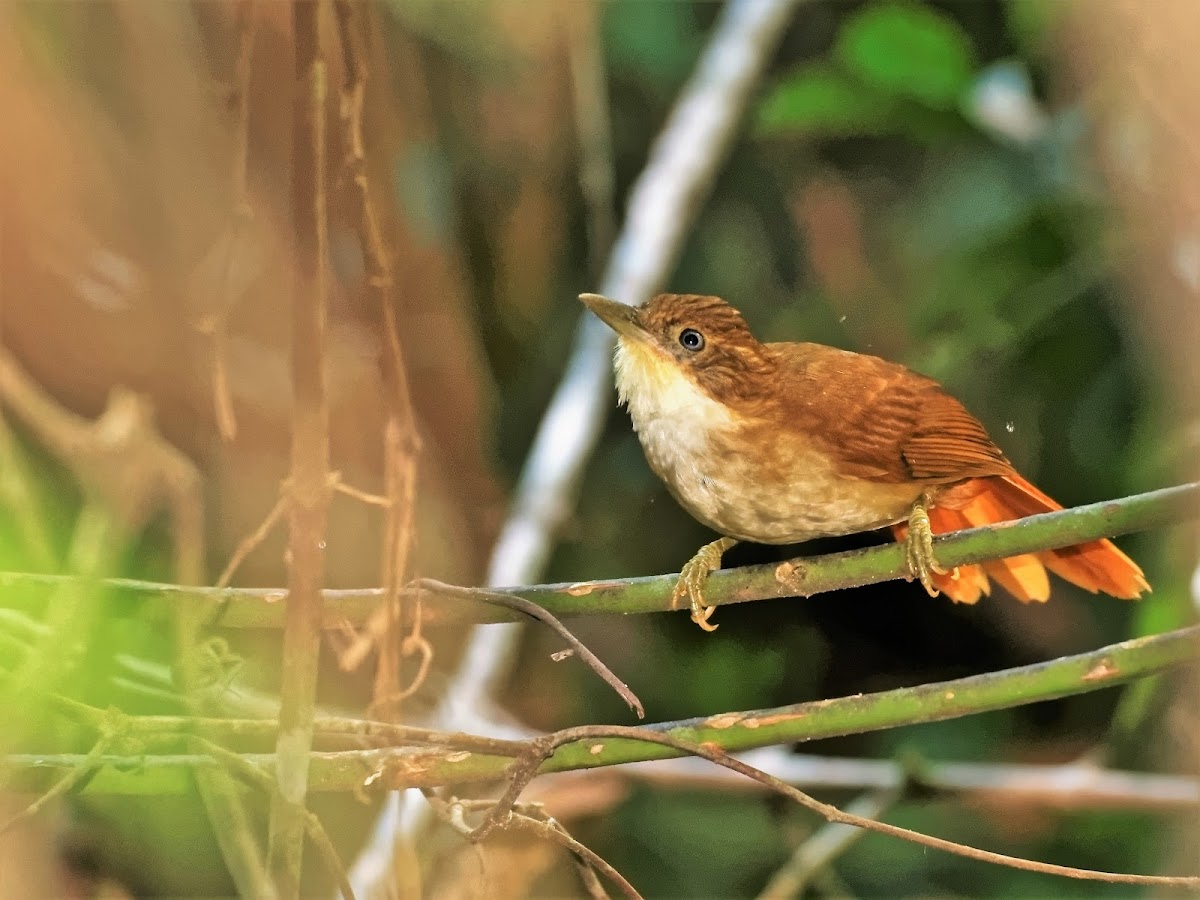 Barranqueiro-de-olho-branco (White-eyed Foliage-gleaner)