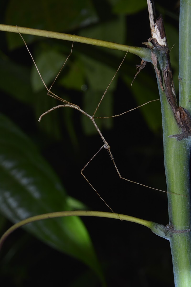 Stick Insect, Phasmid - Nymph