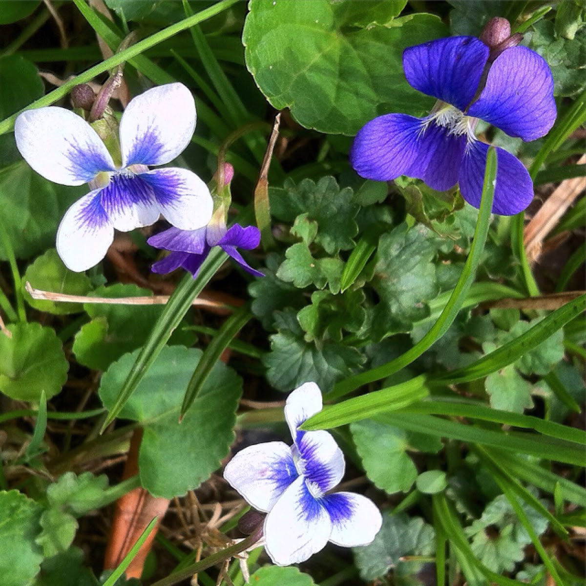 Field pansy