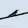 Bee-eater; Abejaruco