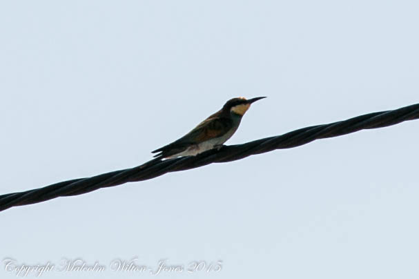 Bee-eater; Abejaruco