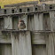 Brown Headed Cow Bird