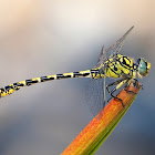 Libélula (Small pincertail)