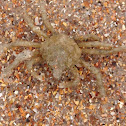 Common Spider Crab