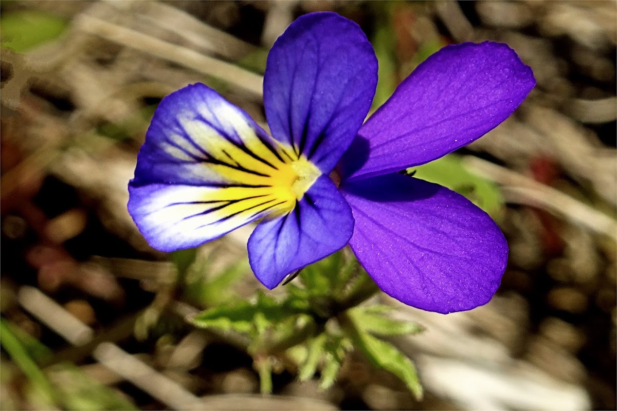 Wild Pansy