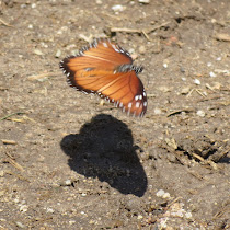 Arthropoda de Zamorano University