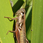 Atlantic Grasshopper