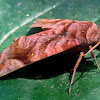 Acosmeryx anceus Hawk Moth